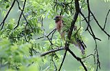 Red-shouldered Hawkborder=